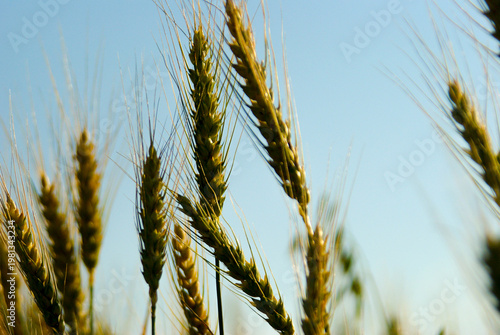 Wheat plants growing in a field under a clear blue sky