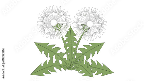 Detailed drawing of a dandelion plant featuring two spherical white seed heads and sharp-toothed green leaves below.