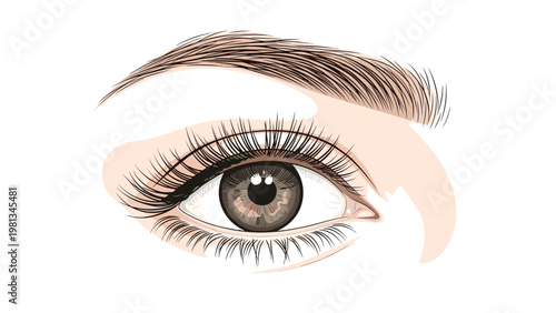 Realistic close-up illustration of a beautiful human eye with long dark lashes and a well-defined brown iris on white.
