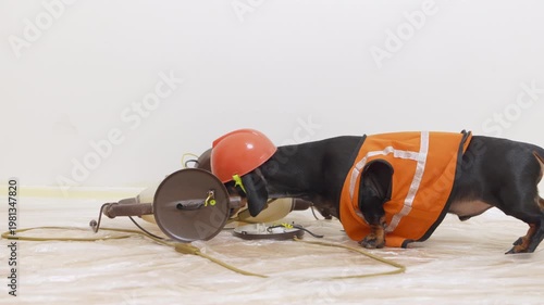 A dachshund in full construction gear inspects real electrical wiring at a repair site – the most meticulous and dedicated inspector