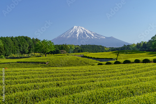 Photos Scenic landscape of fresh green tea fields and Mount Fuji under a clear blue sky in springtime, Fuji City, Shizuoka, Japan