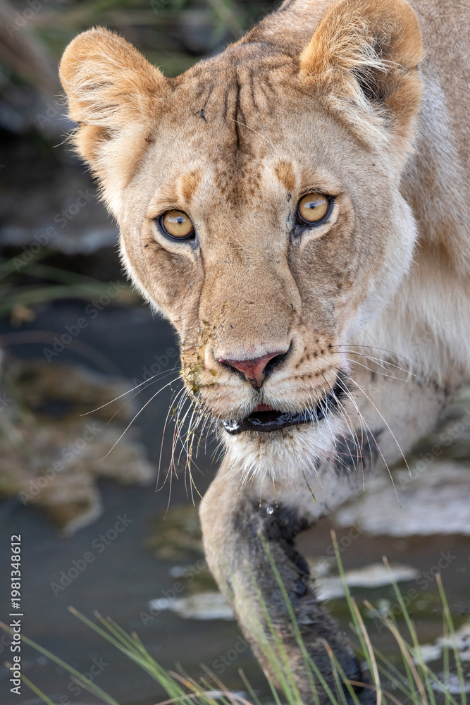 Fototapeta premium Lioness Stare