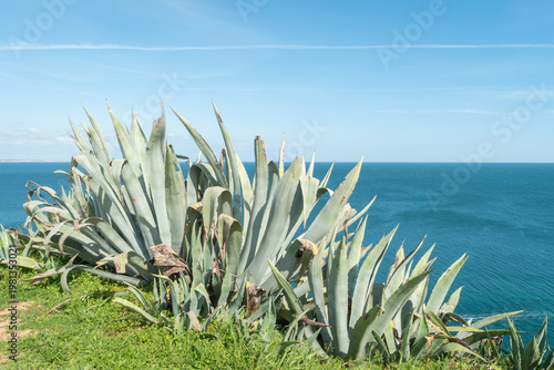 Wallpaper Mural Large Agave Americana succulent plants grow on a grassy cliff edge overlooking the deep blue Atlantic Ocean under a clear sky in the scenic Algarve region of southern Portugal during summer Torontodigital.ca