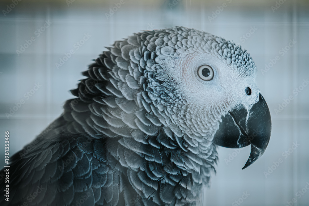 Fototapeta premium African grey parrot with detailed feathers and striking facial features, captured in profile against a blurred background of a cage