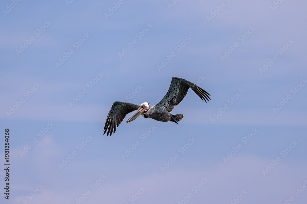 Fototapeta premium Brown pelican soaring with wings spread against a clear blue sky