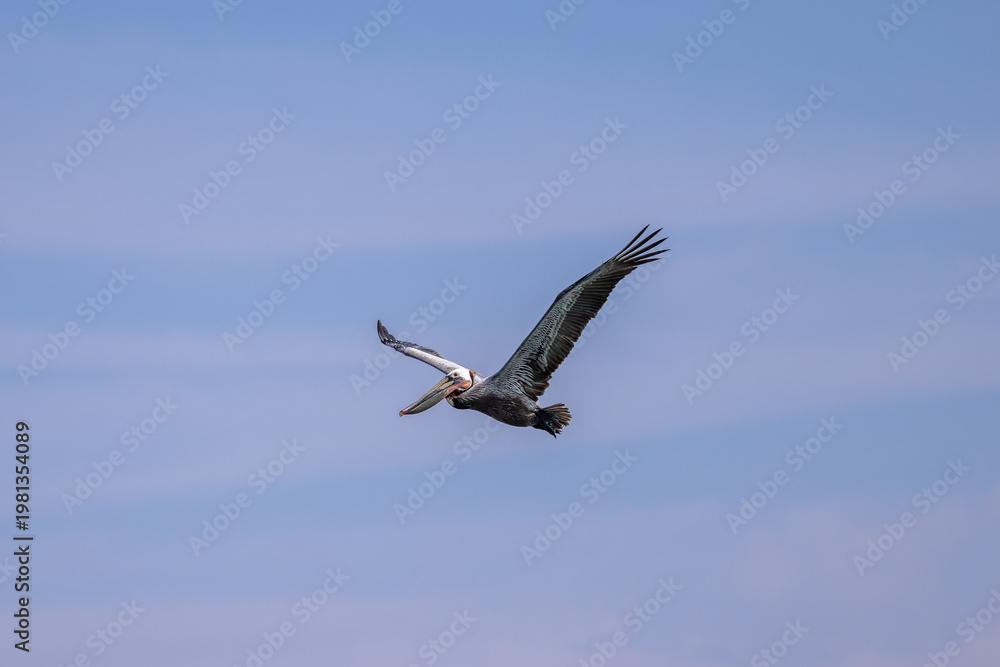 Obraz premium Brown pelican soaring with wings spread against a clear blue sky