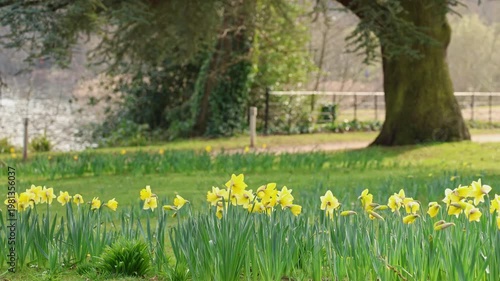 vibrant Yellow spring time daffodils swaying in the breeze, under the cover of majestic parkland trees