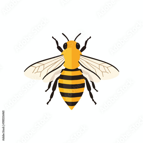 Close up of a Honey Bee with Transparent Wings on White Background