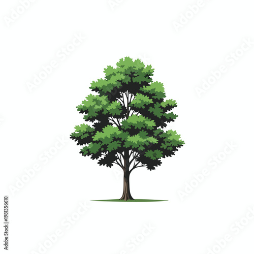 Healthy Green Tree with Full Foliage in a Natural Setting