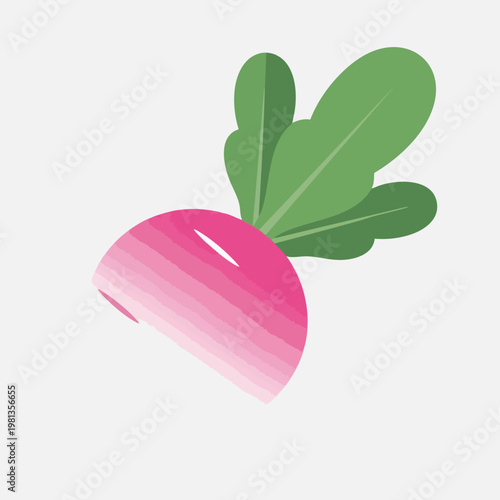 Fresh Radish with Green Leaves on a White Background