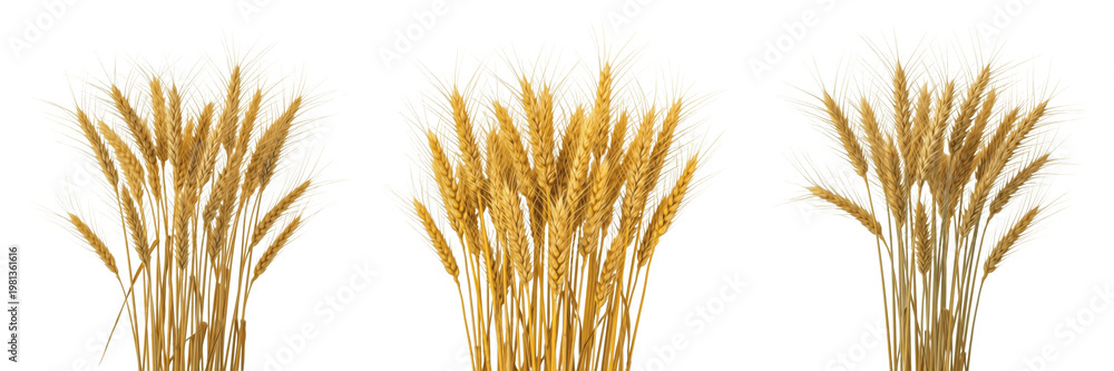Fototapeta premium Golden Wheat Stalks and Cereal Grain Ears Set Isolated on White Background, Realistic Triticum aestivum Plant Collection for Bakery and Harvest Design, 3D Rendering Agriculture Elements