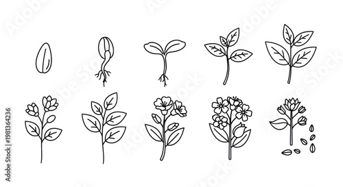 Plant Growth Stages: Seed to Blooming Flower, Hand-Drawn Illustration