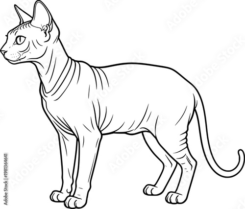 vector illustration of a sphynx cat