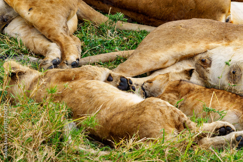 Intimate Moment of a Lion Pride Resting in African Savanna