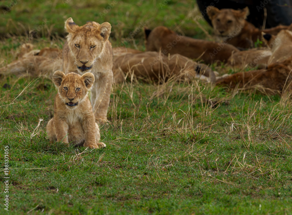 Obraz premium A lion cub (Panthera leo) in sharp focus with mother lioness and pride lazing in background
