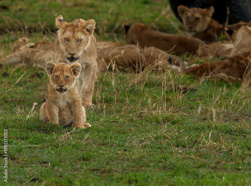 A lion cub (Panthera leo) in sharp focus with mother lioness and pride lazing in background