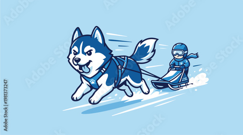 Husky Dog Pulls Sled Rider.
