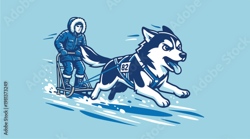 Husky Dog Pulling Sled Rider.