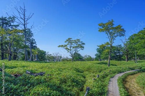 青空と新緑が眩しい高原の木道風景 大台ヶ原の絶景