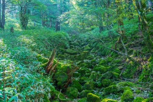 大台ヶ原で見た苔むした岩と新緑の深い森 木漏れ日が差し込む神秘的な自然風景