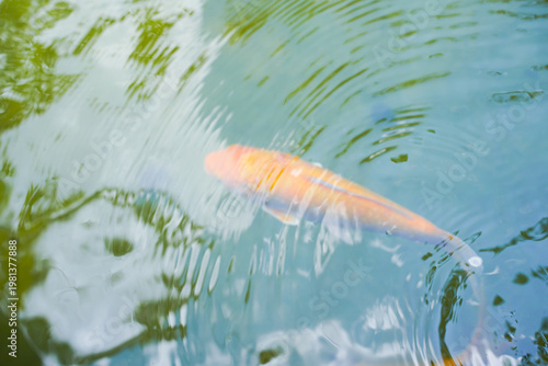 Single golden orange koi fish swimming in a pond, perfect for nature blogs, aquaticthemed designs, asianinspired projects, or waterrelated content.