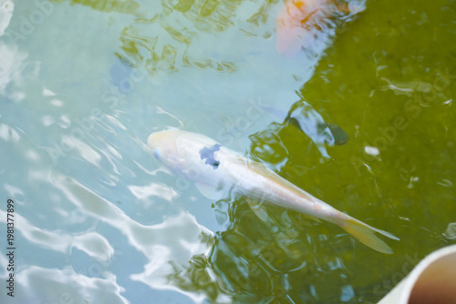 Large white koi fish swimming in a green pond. Ideal for nature blogs, aquatic catalogs, fish farm advertisements, and waterthemed designs.