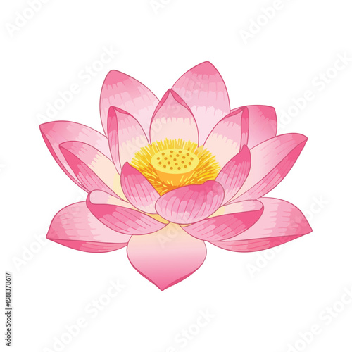 Beautiful Pink Lotus Flower Blooming in Water Peaceful Nature Scene