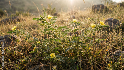 Gokhru plant growing in dry field with sunlight natural macro detail