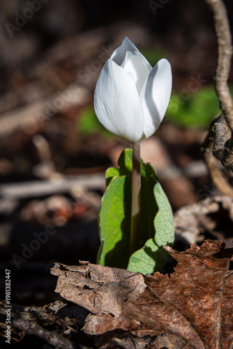 bloodroot white spring ephemeral flower ready to bloom