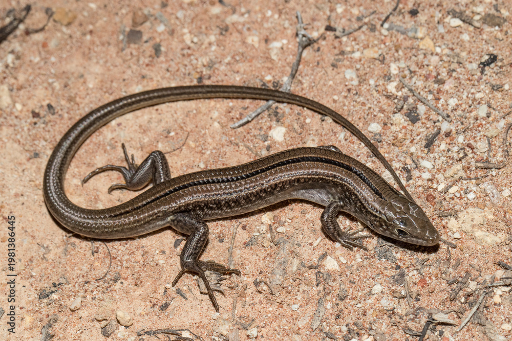 Obraz premium Australian Eastern Striped Skink on stony habitat