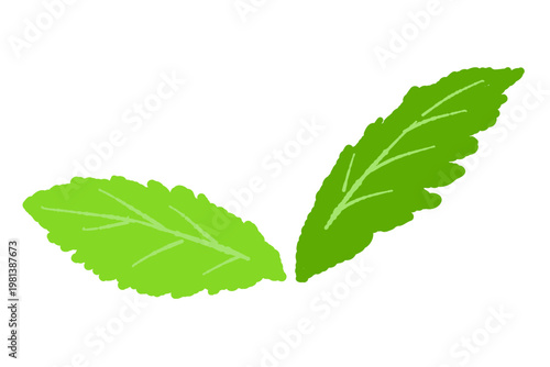 Slender Mint Leaves Pair Vector