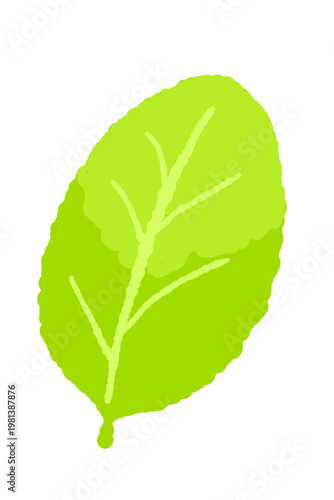 Yellow Green Mint Leaf Vector