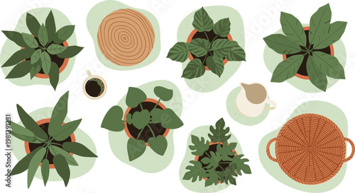 Overhead view of various potted houseplants and a cup of coffee, arranged on a white background