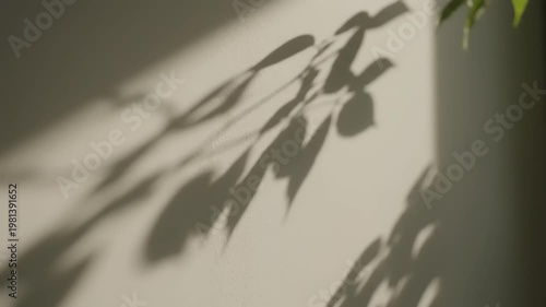 Shadows of leaves cast on a textured wall in warm sunlight.