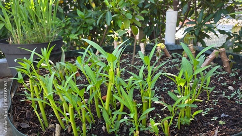 green grass in the garden