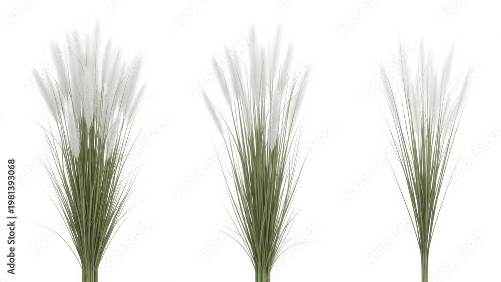 Fototapeta premium Three pampas grass stalks isolated on transparent background