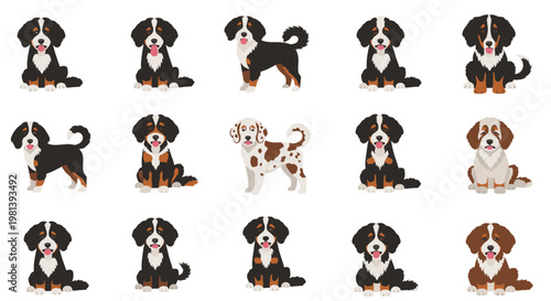 Bernese Mountain Dog Set Vector Illustration Featuring Various Poses and Expressions of Cute Canine Characters for Pet Themed Graphic Design Projects