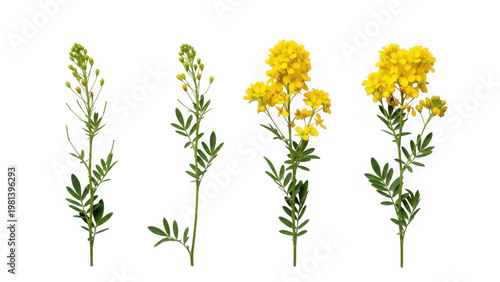 Collection of yellow wildflowers isolated on transparent background