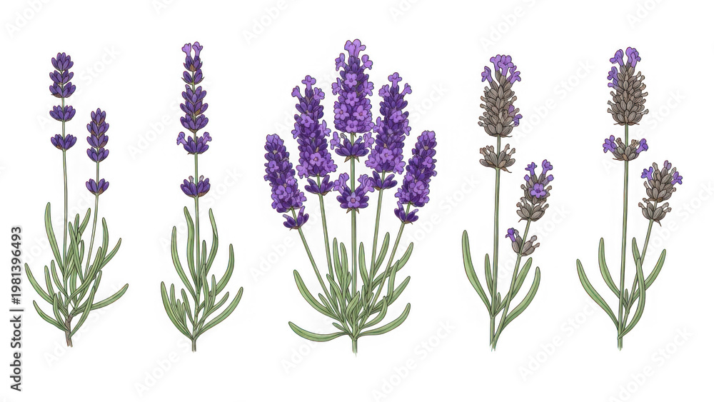 Obraz premium Collection of lavender flowers isolated on transparent background