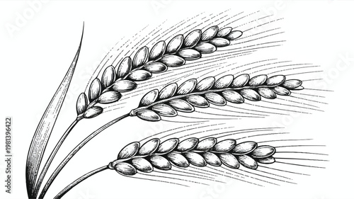 Black and white illustration of three wheat stalks with hand drawn agriculture botanical illustration monochrome ingredient countryside farmland