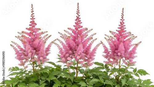 Three pink astilbe flowers isolated on transparent background