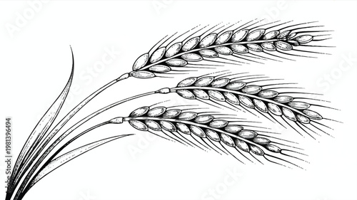 Black and white illustration of wheat stalks with field crop food industry whole grain staple food ingredient agriculture illustration