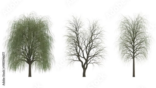 Three trees in different seasons isolated on transparent background