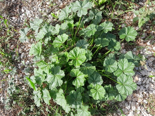 Mallow plant in nature. Common Mallow botany in Italy. Dwarf mallow Plant's green leaves isolated on soul. 