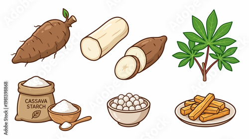Cassava root vector cartoon set with whole tuber, starch powder, tapioca pearls and fried snacks