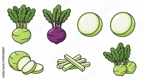 Kohlrabi vector cartoon set with green and purple varieties whole root slices and sticks
