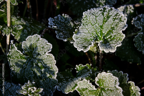 poor man's mustard spring plant leaves in morning frost