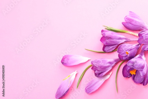Beautiful crocus flowers on pink background, flat lay. Space for text