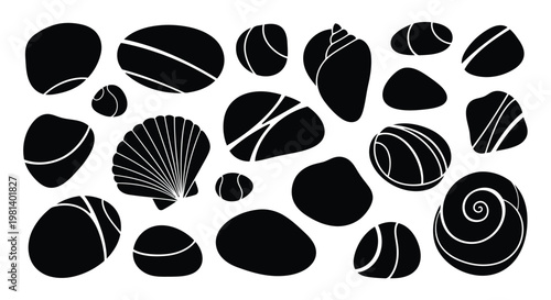 A collection of seashells on a white background