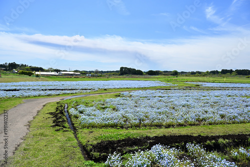 ネモフィラが広がる南部ふれあい広場